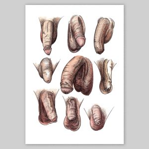 Assorted Penises Glicée Print by Christoph Mueller